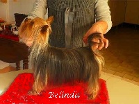 Étalon Yorkshire Terrier - Belinda De la combe des essarts
