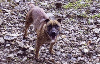 Étalon American Staffordshire Terrier - Ulane cane gladiatore