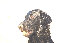 Étalon Flat Coated Retriever - Upsilone de la source aux Elfes