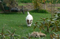 Étalon Jack Russell Terrier - SORA des COTES ROCHEUSES d'Il-Ha-Gwilun