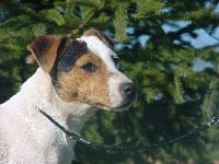 Étalon Jack Russell Terrier - Cacahuète du moulin de Caveaumont