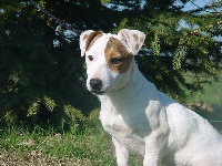 Étalon Jack Russell Terrier - Chichi du moulin de Caveaumont