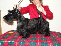 Étalon Scottish Terrier - filisite brash Xtreme