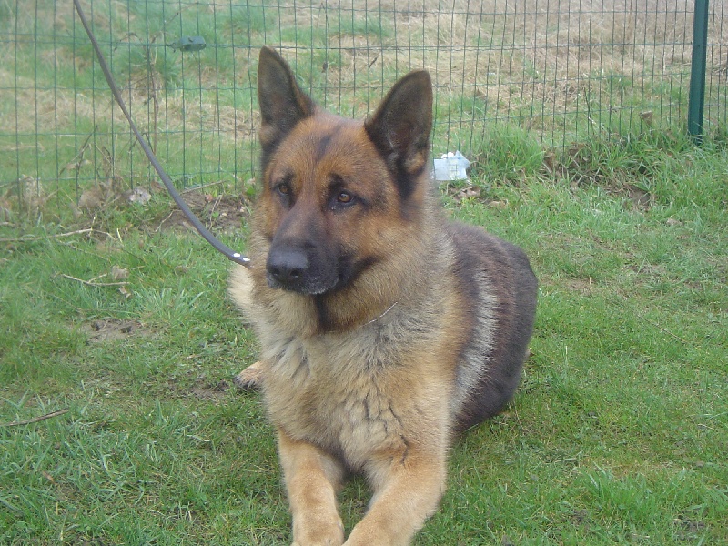 Chien Berger Allemand Vaillant Du pré moussey