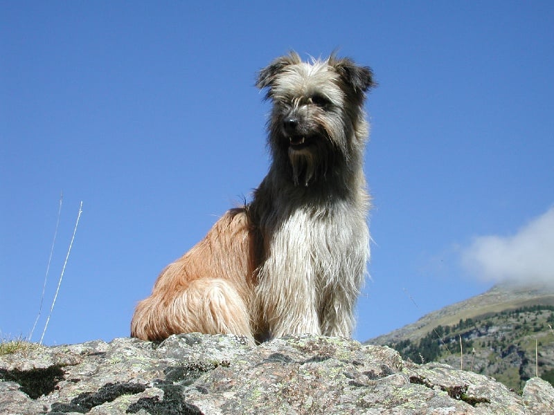 Les Berger des Pyrenees à poil long de l'affixe   de de la Vallée du Mouton