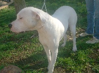 Étalon Dogo Argentino - Belissima del sol Du Lagon des Grands Blancs