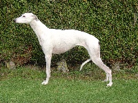 Étalon Greyhound - Bloomy white decuma
