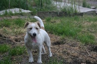 Étalon Jack Russell Terrier - Absolut anémone of Mayo land