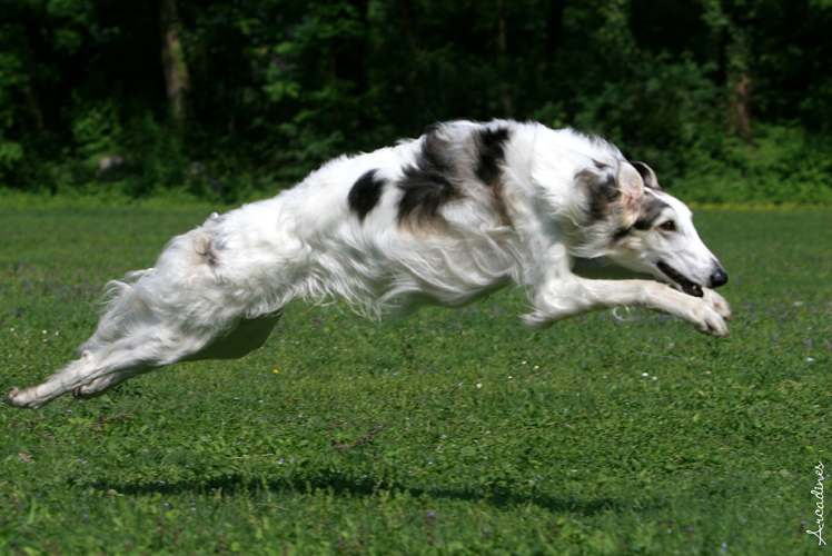 Le Standard de la race Barzoi sur Atara.com