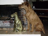 Étalon Irish Terrier - CH. Beddy Gelert Reddy paddy
