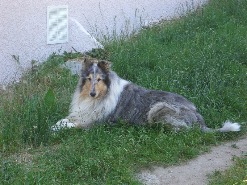 Les Colley à poil long de l'affixe des Capricorniens