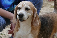 Étalon Beagle - Purdey du Museau D'Or