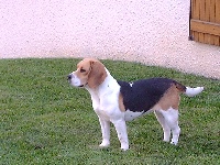 Étalon Beagle - Amazone du cep d' or