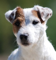 Étalon Parson Russell Terrier - CH. Classic love De pepper harrow