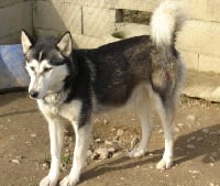 Étalon Siberian Husky - Askane Des loups de la toundra