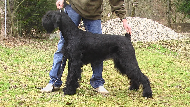 African Queen De Laouen Ki Chien De Race Toutes Races En