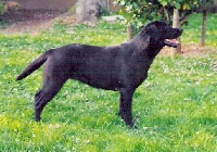 Étalon Labrador Retriever - Altèce (Sans Affixe)