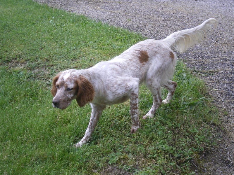 Les Setter Anglais de l'affixe   des bords de la Dourdenne