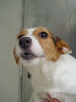Étalon Jack Russell Terrier - Ahiti Du void de la bure