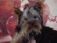 Étalon Yorkshire Terrier - Chanel de la fontaine au cresson
