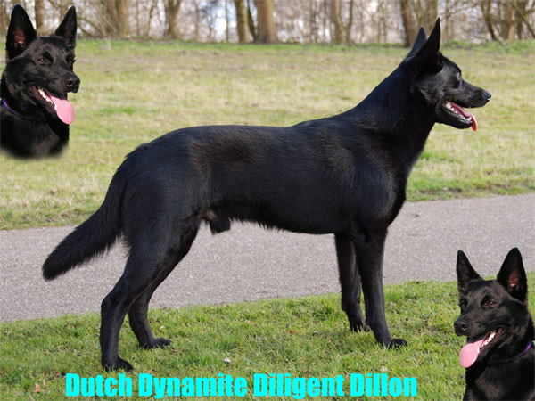 Dutch Dynamite Diligent dillon