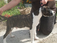 Étalon American Staffordshire Terrier - Dubble dit diego (Sans Affixe)