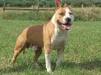 Étalon American Staffordshire Terrier - Woody's Original Vypnose