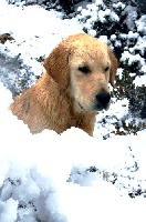 Étalon Golden Retriever - Blue belle du Sarmizegetusa Regia