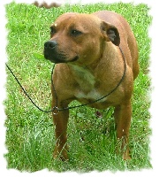 Étalon Staffordshire Bull Terrier - Creme de marron Des quatre jeudis