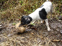 Étalon Parson Russell Terrier - Voloom du mau metz des grands rietz