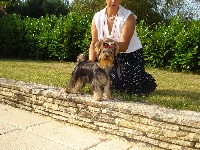 Étalon Yorkshire Terrier - Donovan de la Pam'Pommeraie