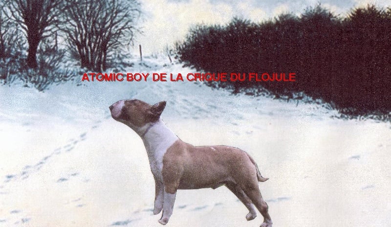 Atomic boy De la crique du Flojule
