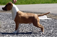 Étalon American Staffordshire Terrier - Beautiful Akageras Go for gunda new fredje