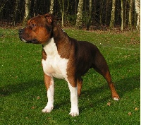 Étalon American Staffordshire Terrier - Beautiful Akageras E-sharp