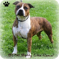Étalon American Staffordshire Terrier - Buddy Doggz Star Kennel Betty like rascal