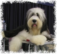 Étalon Bearded Collie - CH. Something Else Too much