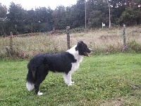 Étalon Border Collie - Road of hope at marmots hill dit hope kerrybrent