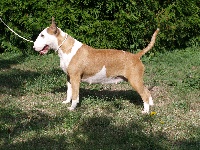 Étalon Bull Terrier - Bogus-Pocus Bloody sunday
