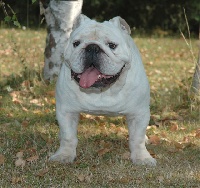 Étalon Bulldog Anglais - tandstun Born to be alive with iceglint