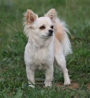 Étalon Chihuahua - My stella che the levinson