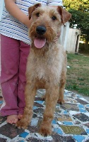 Étalon Irish Terrier - Betty (Sans Affixe)