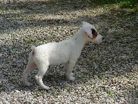 Étalon Jack Russell Terrier - Dolly (Sans Affixe)