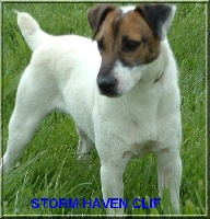 Étalon Jack Russell Terrier - Storm haven Clif