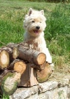 Étalon West Highland White Terrier - Sucrette Du Paradis Sauvage De Menestruel