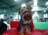 Étalon Yorkshire Terrier - Bellona vie mio Domaine du Millyork