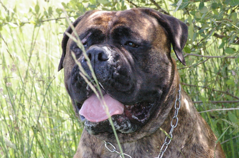 Les Bullmastiff de l'affixe   Craberie Passion bull