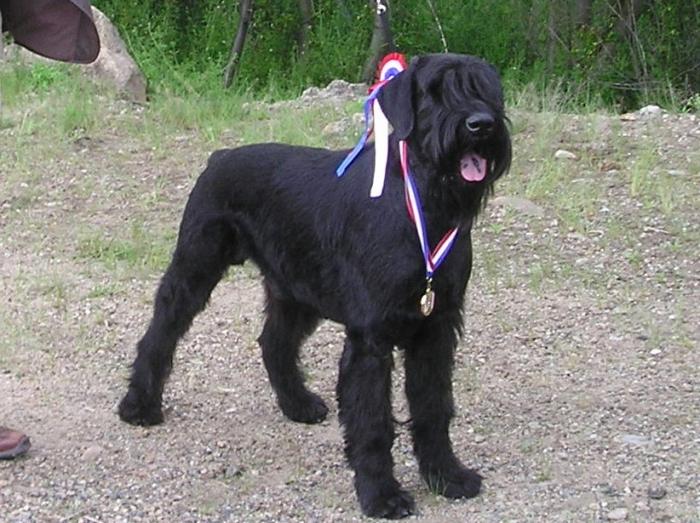 Les Schnauzer Geant de l'affixe   Du Manoir De Beaupre