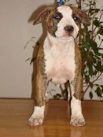 Étalon American Staffordshire Terrier - Diamond touch of french Field of Fire