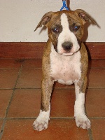Étalon American Staffordshire Terrier - Duke touch of french Field of Fire