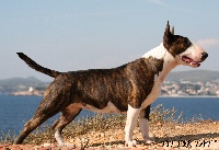 Étalon Bull Terrier - Chiva (Sans Affixe)